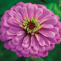 Violet Queen Super Giant Zinnia