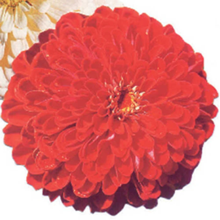 Will Rogers Super Giant Zinnia 1 Will Rogers Super Giant Zinnia