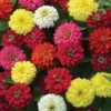 Zahara® Double Mix Zinnia