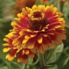Zowie!™ Yellow Flame Zinnia