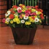 Mixed Zahara® Zinnia