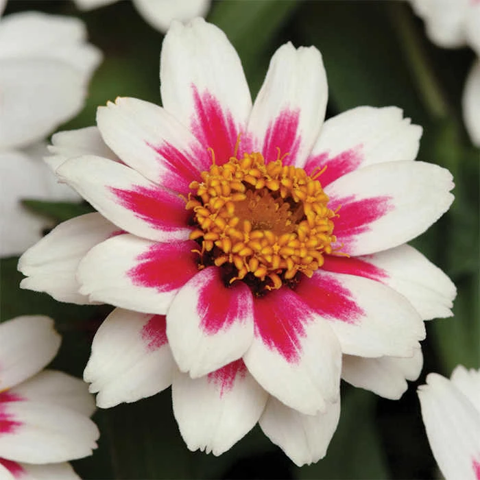 Starlight Rose Zahara® Zinnia 1 Starlight Rose Zahara® Zinnia