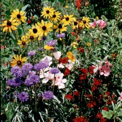 Various Bird And Butterfly Wildflower Mix