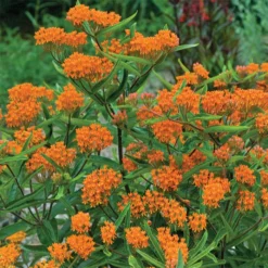 Orange Butterfly Weed