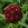Sweet™ Black Cherry Dianthus