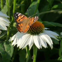 PowWow® White Echinacea