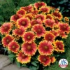 Arizona Sun Gaillardia