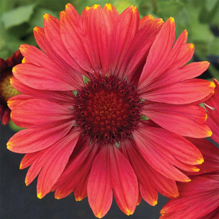Arizona Red Shades Gaillardia 1 Arizona Red Shades Gaillardia