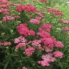 New Vintage™ Rose Yarrow