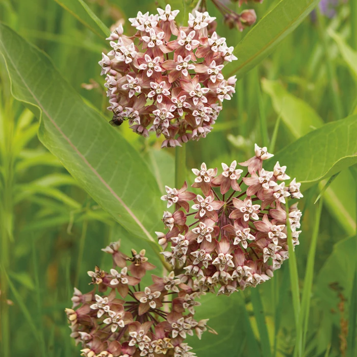 Common Milkweed 1 Common Milkweed