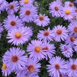 Professor Kippenburg Aster