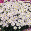Snow Cushion Aster