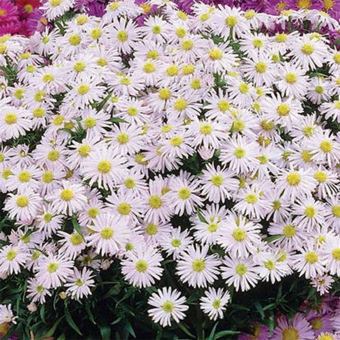 Snow Cushion Aster 1 Snow Cushion Aster