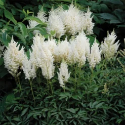White Gloria Astilbe