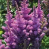 Black Pearls&reg; Astilbe