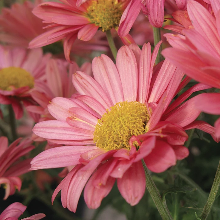 Mammoth™ Coral Daisy Chrysanthemum 1 Mammoth™ Coral Daisy Chrysanthemum