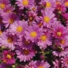 Mammoth™ Lavender Daisy Chrysanthemum