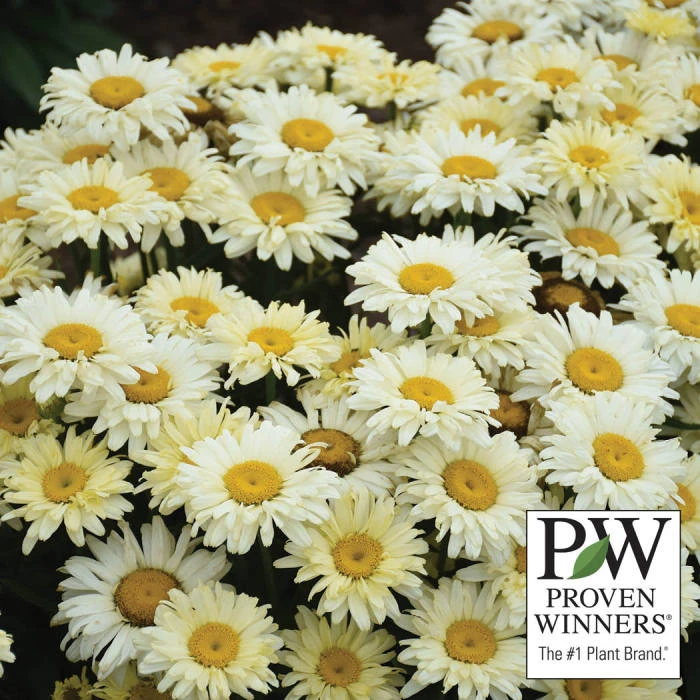 Banana Cream II Shasta Daisy 1 Banana Cream II Shasta Daisy