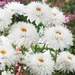 Sante Shasta Daisy