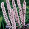 Pink Spike Actaea