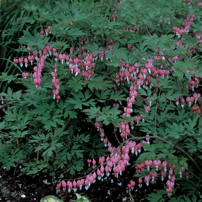 Giant Pink Bleeding Heart 1 Giant Pink Bleeding Heart