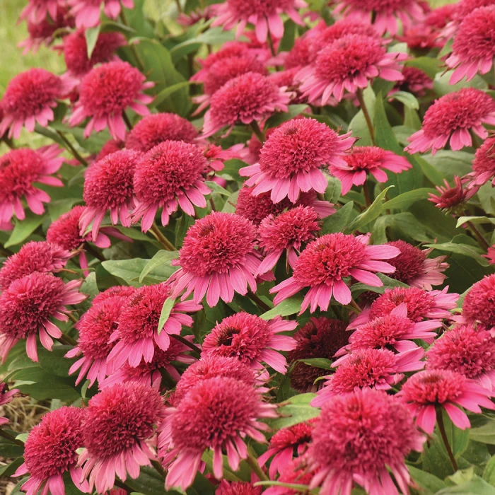 Double Coded™ Raspberry Beret Echinacea 1 Double Coded™ Raspberry Beret Echinacea