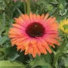 Echinacea Offer #2
