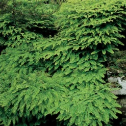 Maidenhair Fern