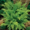 Lady Fern