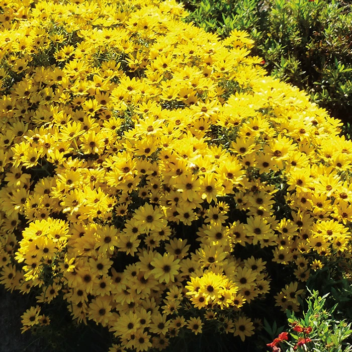 Autumn Gold Helianthus 1 Autumn Gold Helianthus