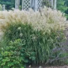 Huron Sunrise Miscanthus