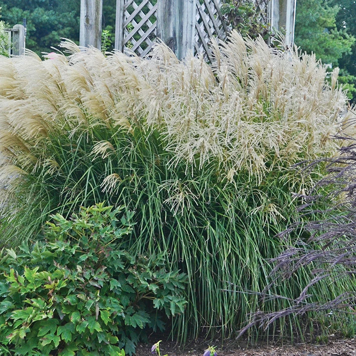 Huron Sunrise Miscanthus 1 Huron Sunrise Miscanthus