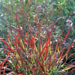 Shenandoah Red Switch Grass