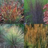 Native Grass Offer