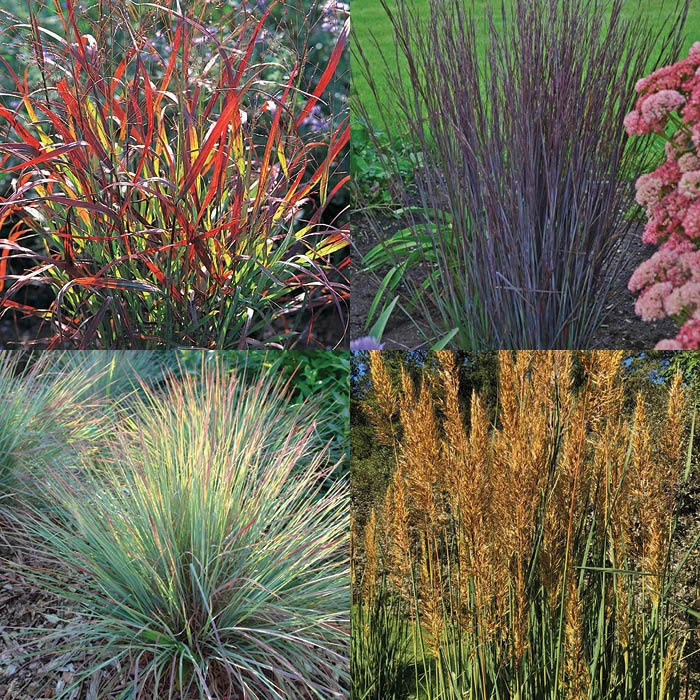 Native Grass Offer 1 Native Grass Offer