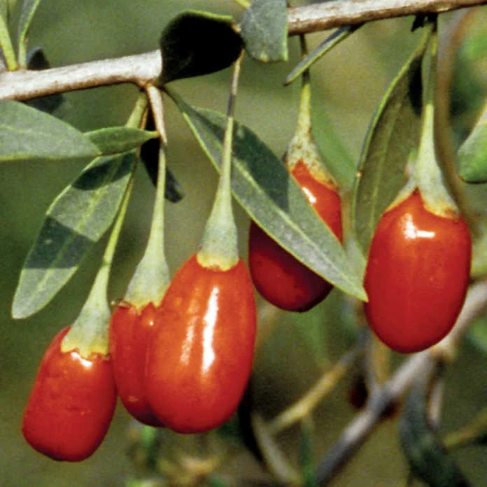 Crimson Star™ Goji Berry 1 Crimson Star™ Goji Berry