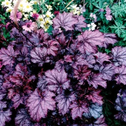 Amethyst Myst Heuchera