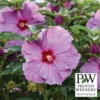 Summerific® Lilac Crush Hibiscus