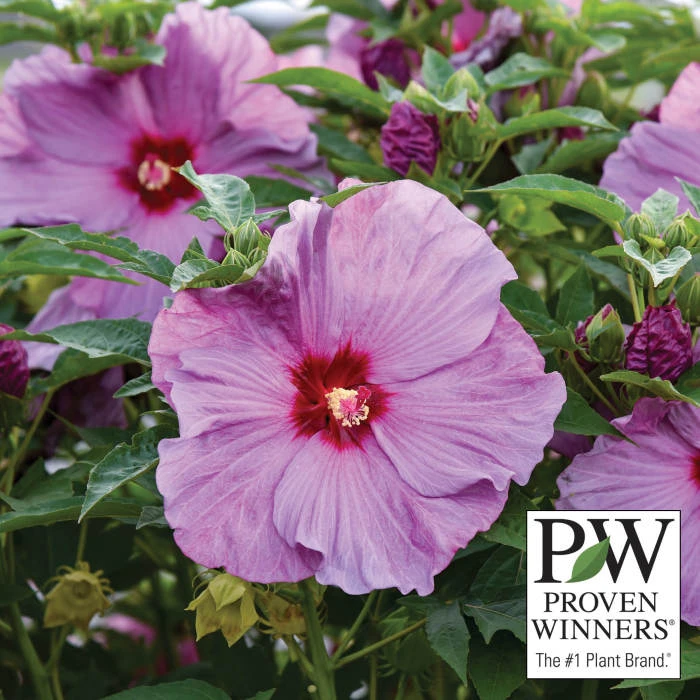 Summerific® Lilac Crush Hibiscus 1 Summerific® Lilac Crush Hibiscus