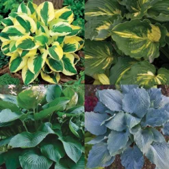 Hosta Favorites Collection