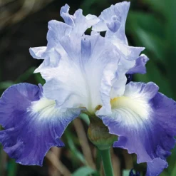 Clarence Reblooming Bearded Iris