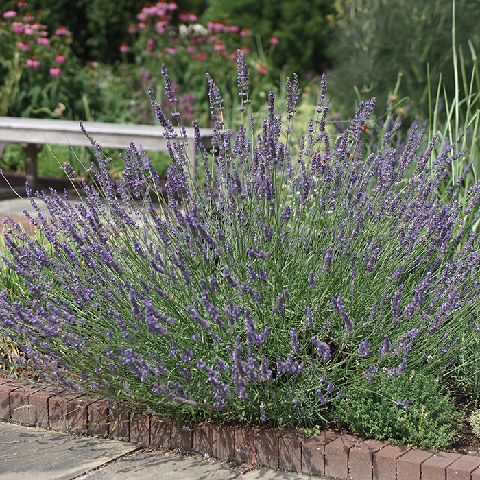 Phenomenal™ Lavender 1 Phenomenal™ Lavender