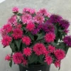 Balmy™ Tricolor Monarda
