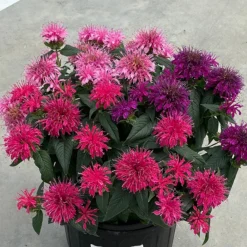 Balmy™ Tricolor Monarda