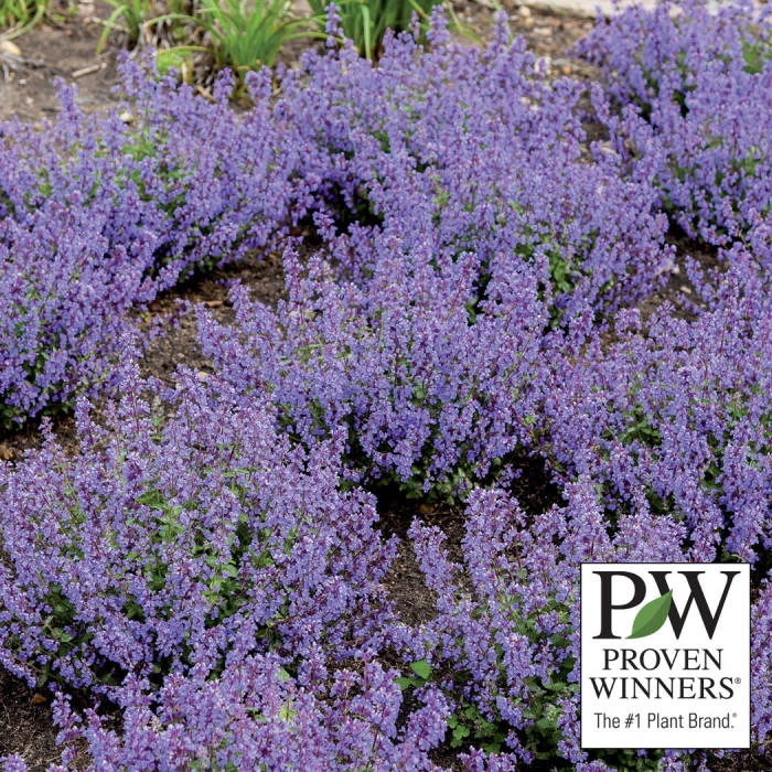 Cat's Pajamas Nepeta 1 Cat's Pajamas Nepeta