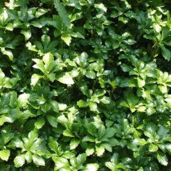 Pachysandra Green Carpet