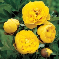 Yellow Crown Peony