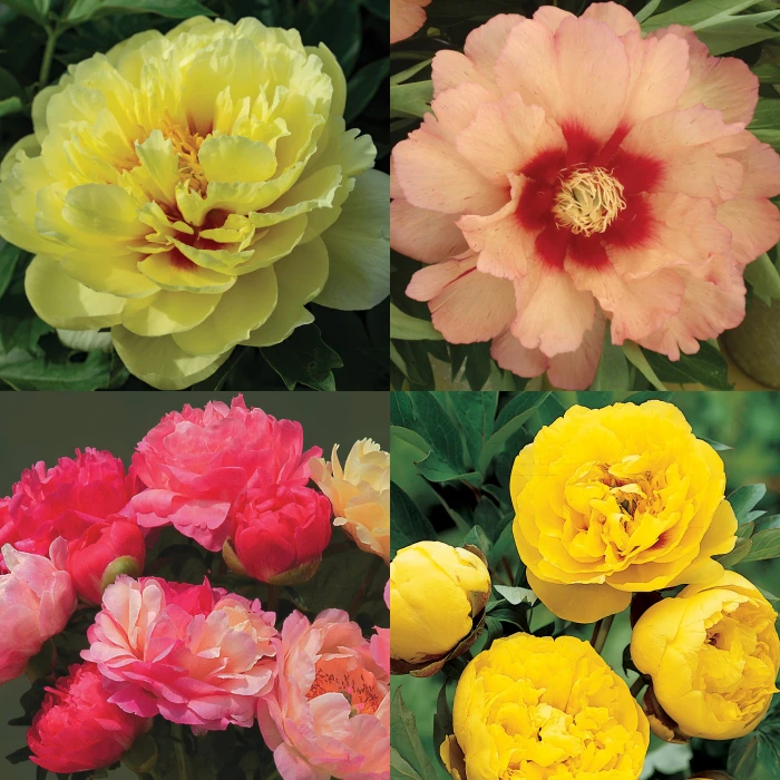 Fancy Peony Offer 1 Fancy Peony Offer