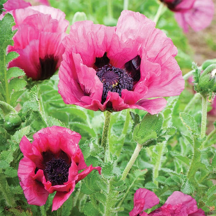 Plum Pudding Oriental Poppy 1 Plum Pudding Oriental Poppy