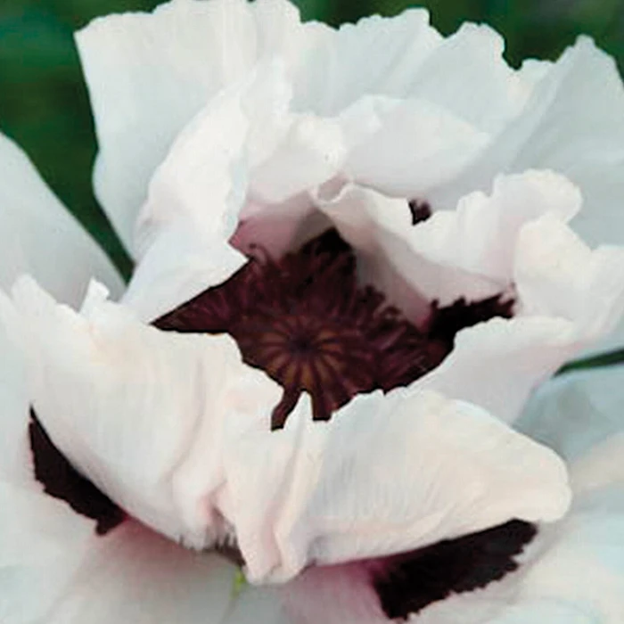 Snow Goose Oriental Poppy 1 Snow Goose Oriental Poppy